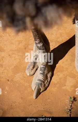 Zweiröhriger Fuß des gemeinen Straußes (struthio camelus) Stockfoto