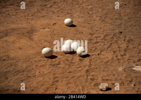 Straußenkupplung auf Straußenfarm in oudtshoorn, Südafrika, unfruchtbare Eier nach Straußenweibchen sortiert. Stockfoto