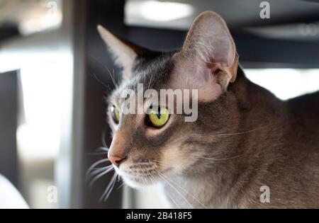 Portrait einer wunderschönen grünäugigen Orientalische Kurzhaar-Hauskatze, die unter einem Tisch sitzt. Stockfoto