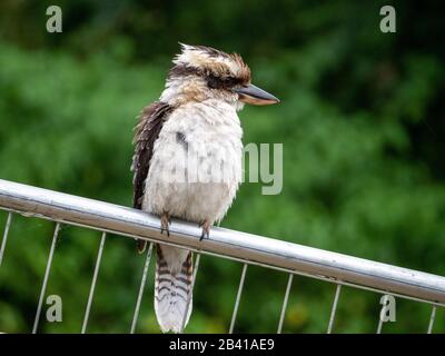 Vögel, Kookaburra, australischer Vogel, der auf dem Zaun sitzt, Federn, die alle flauschig und aufgeblasen sind und leicht verschlitzt aussehen. Stockfoto