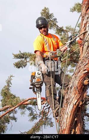 Ein Baumschneider, der für einen Baumentfernungsdienst arbeitet, verwendet eine Kettensäge, um diesen großen westlichen Wacholderbaum in einem Wohnheim in Bend, Oregon, abzuschneiden. Stockfoto