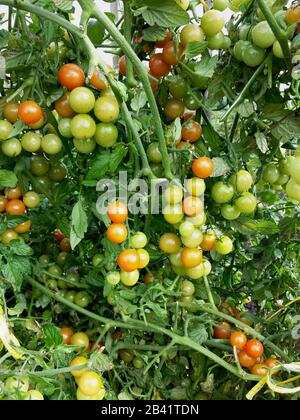 Tomaten aus Kirschtomaten an einem Baum reif und unreif rot und grün Stockfoto