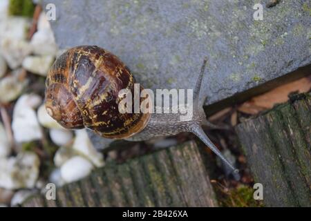 Nahaufnahme einer Schnecke auf einer Kachel in einem Hinterhof, an einem regnerischen Tag Stockfoto