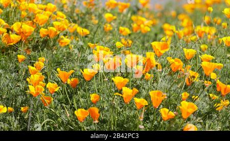 Kalifornische Poppies (Eschscholzia californica) in Blüte Stockfoto