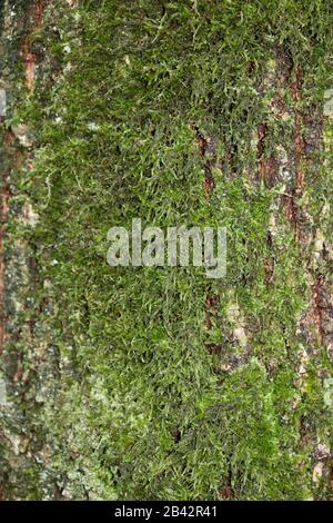 Flechten auf Baummakro Hintergrund Stockfotografie in hoher Qualität Stockfoto