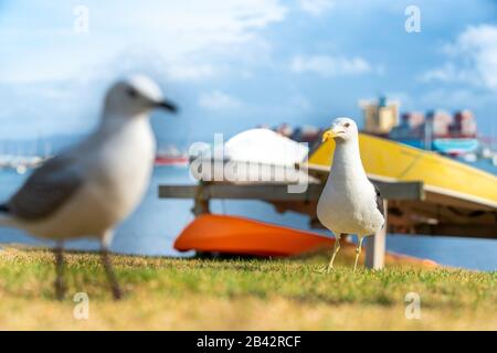 Seagull konzentriert sich selektiv auf den gruseligen Rand am Strand zur Pilot Bay mit entschärftem, hochgedrehtem Schlauchboot und im Hintergrund vermoorten und im Vorland seglen Stockfoto