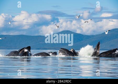 Buckelwale, Megaptera novaeangliae, Blasennetz, das sich von Hering ernährt, mit Möwen, die versuchen, Fische zu schnappen, Kupreanof ist., Frederick Sound, Alaska Stockfoto