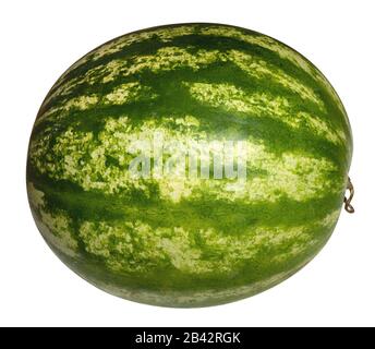 Eine ganze melierte, grüne und weiße Wassermelone (Citrullus lanatus) isoliert auf weißem Grund Stockfoto