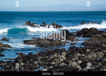Pacific Ocean Shoreline, Pacific Grove, Kalifornien Stockfoto