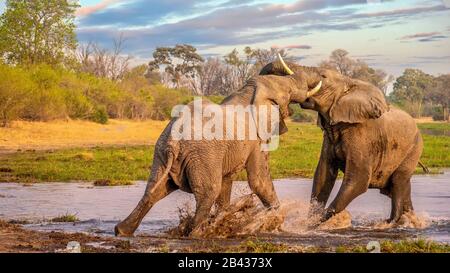 Zwei Bullenelefanten kämpfen und spritzen im Khwai River, Botswana. Stockfoto