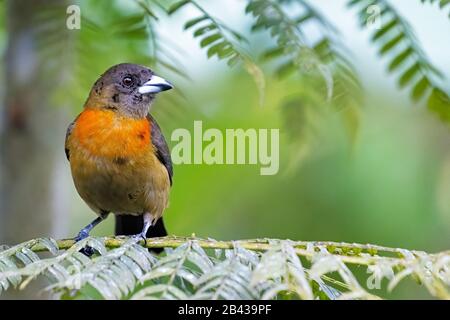 Ein weibliches Cherrie's tanager geht auf einer Filiale in der Nähe des Rio Tigre auf der Osa-Halbinsel in Costa Rica vor. Stockfoto