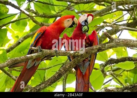 Zwei wunderschöne Scarlet Macaws (Ara macao), die in einem Baum neben dem Sierpe River auf der Osa-Halbinsel in Costa Rica aufgehauen sind. Stockfoto