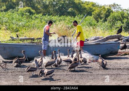 Zwei Fischer am Tarcoles-Fluss in Costa Rica organisieren ihre Ausrüstung unter den wachsamen Augen einiger Braunpelikane. Stockfoto