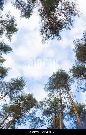 Blick nach oben Wald Perspektive.hohe Kiefern gegen blauen Himmel gesehen Aus dem Boden.Blick von unten auf hohe alte Bäume in immergrün Urwald von Stockfoto