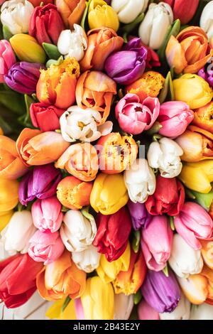 Nahaufnahme Großer Wunderschöner Blumenstrauß aus gemischten Tulpen. Blumenhintergrund und Hintergrundbild. Blumengeschäft Konzept . Wunderschöner, frisch geschnittener Blumenstrauß. Blumen Lieferung Stockfoto