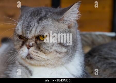 Ernsthafte Katze sieht traurig aus. Hochformat, Nahaufnahme, Hintergrund. Stockfoto