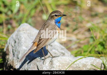 Nightingale sitzt auf einem Felsen Stockfoto