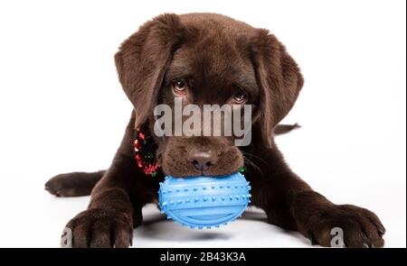 Schokolade Labrador Welpe von drei Monaten beißt ein blaues Spielzeug auf weißem Hintergrund. Isoliertes Bild Stockfoto