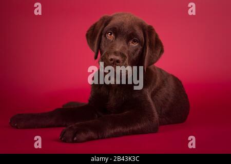 Schöner dreimonatiger alter Labrador Welpe, der auf die Kamera blickt, isoliert auf rotem Hintergrund Stockfoto