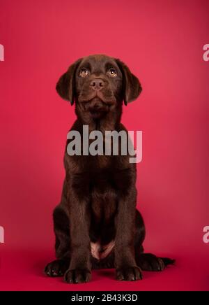 Porträt eines schönen dreimonatigen Labrador Welpen sitzend auf rotem Hintergrund Stockfoto