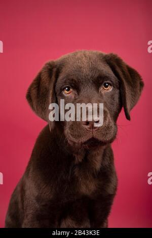 Isoliertes Porträt eines lieblichen Labrador Welpen auf rotem Hintergrund Stockfoto