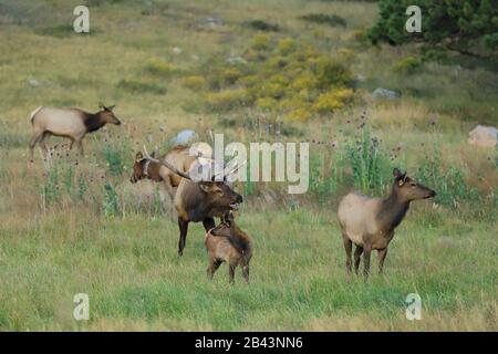 Bull scherzt während der Herbstrut im Rocky Mountain National Park, Colorado in, um eine Kuh Elch und ihr Kalb Stockfoto