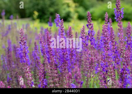 Salvia farinacea blaue Blume blüht im Garten im Freien, Feld. Salvia Nemorosa, Blauer Salvia, Salbei oder Salbei blühen. Stockfoto