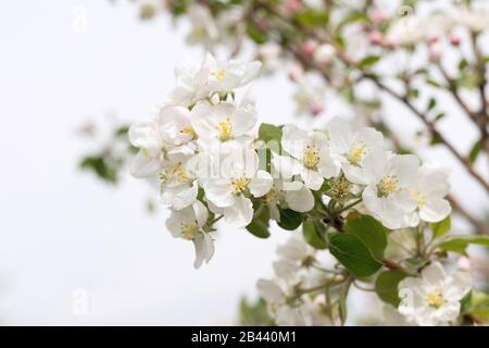 Apfelblüte, schöner Frühlingshintergrund, weiße Blumen an Ästen. Stockfoto