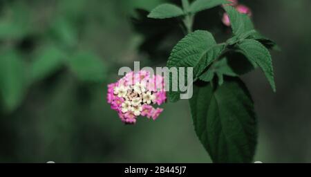 ROSA UND WEISSE BLUMEN MIT GRÜNEN BLÄTTERN Stockfoto