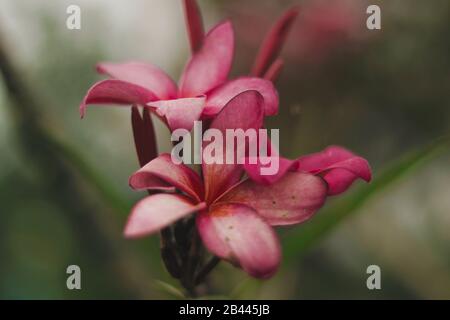 HINTERGRUNDTAPETE MIT PINKFARBENER BLUME Stockfoto