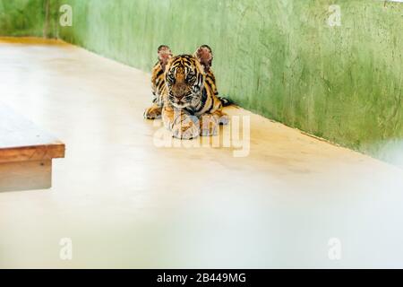 Phuket, Thailand - November 2019 Das Ist das Tiger-Königreich in Phuket, wo Touristenattraktion in unmittelbarer Nähe zu sehen ist Stockfoto