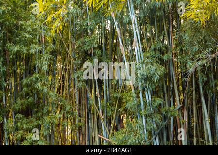 Naturgarten mit Bambuswald. Stockfoto