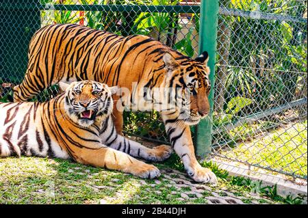 Phuket, Thailand - November 2019 Das Ist das Tiger-Königreich in Phuket, wo Touristenattraktion in unmittelbarer Nähe zu sehen ist Stockfoto