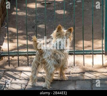 Blick von hinten von einem kleinen Haushund auf ein geschlossenes Torbild in horizontalem Format Stockfoto