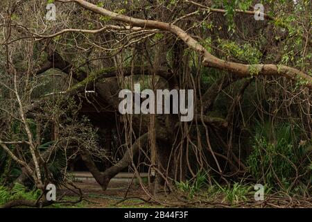 Großer dichter Baum in einem botanischen Garten mit langen Reben. Stockfoto