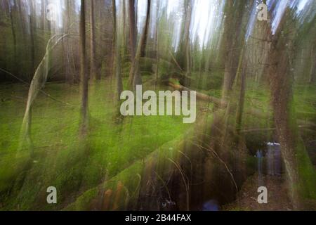 Abstrakter Märchenwald in Årvoldtangen nahe dem See Vansjø in Østfold, Norwegen. Stockfoto