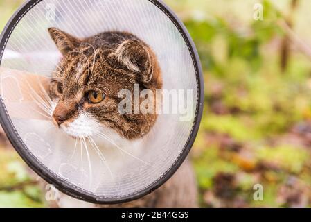 Katze im tierärztlichen weißen Kunststoffkegel, genannt E-Kragen (elisabethanischer Kragen) auf dem Kopf, während der Genesung nach der Operation. Natürlicher Gartenhintergrund. Stockfoto