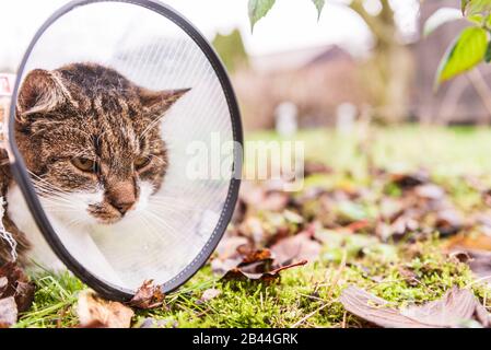 Katze im tierärztlichen weißen Kunststoffkegel, genannt E-Kragen (elisabethanischer Kragen) auf dem Kopf, während der Genesung nach der Operation. Natürlicher Gartenhintergrund. Stockfoto