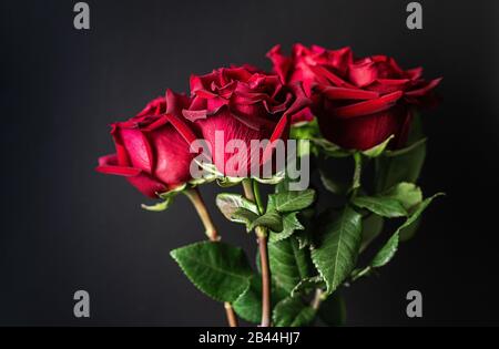 Rote Rosen auf schwarzem Grund. Dunkler Blumenhintergrund. Nahaufnahme. Stockfoto