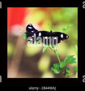 Schöne Schmetterlinge in der Natur, im Garten- und Schmetterlingshaus East Coast Australia an einem warmen Sommernachmittag: Abwechslungsreicher Eggfly 2 männlicher Schmetterling. Stockfoto