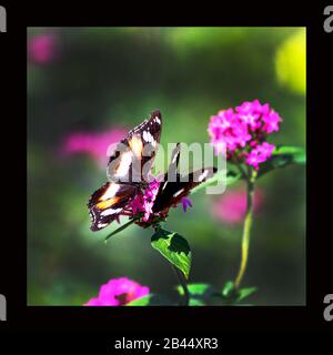 Schöne Schmetterlinge in der Natur, im Garten- und Schmetterlingshaus East Coast Australia an einem warmen Sommernachmittag: Abwechslungsreiche Eggfly männlich & weiblich. Stockfoto
