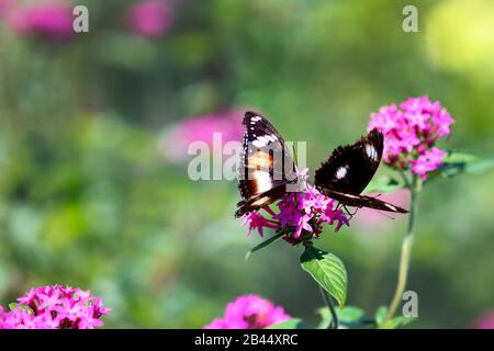 Schöne Schmetterlinge in der Natur, im Garten- und Schmetterlingshaus East Coast Australia an einem warmen Sommernachmittag: Abwechslungsreiche Eggfly männlich & weiblich. Stockfoto