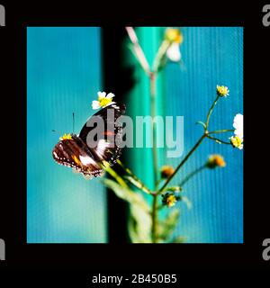 Schöne Schmetterlinge in der Natur, im Garten- und Schmetterlingshaus East Coast Australia an einem warmen Sommernachmittag: Abwechslungsreicher Schmetterling der Eggfly-Frau. Stockfoto