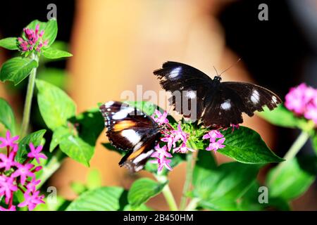 Schöne Schmetterlinge in der Natur, im Garten- und Schmetterlingshaus East Coast Australia an einem warmen Sommernachmittag: Abwechslungsreiche Eggfly männlich & weiblich. Stockfoto