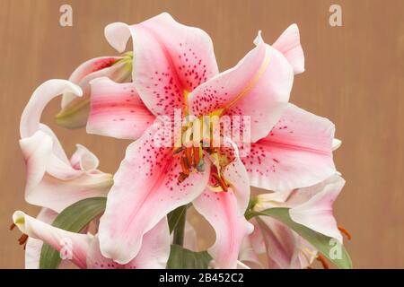 Orientalische Lilie 'Mona Lisa', Lilium Stockfoto