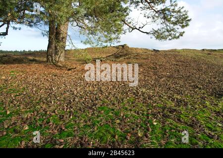 Ananas im Nationalpark Hoge Veluwe in den Niederlanden im Winter Stockfoto