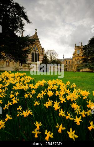 Trinity College, Oxford in Springtime mit Daffodils. England, Großbritannien Stockfoto