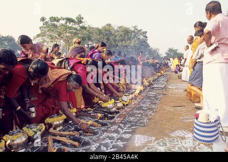 pongal Festival, Thai Pongal Festival, tamil nadu, Indien, Asien Stockfoto