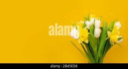 Federbanner. Weißer gelber Tulpendaffodilbouquet auf gelbem Hintergrund. Grußkarte für Ostern und Frühling. Frauentag Konzept. Copyspace für Text Stockfoto