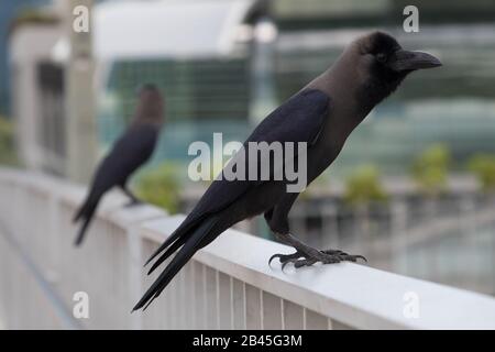 Greynecked Crews in Singapur Stockfoto